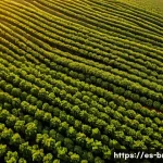Home 15 브라질 주요 수출품 - **Prompt:** "Aerial view of a vast Brazilian soybean farm at sunset. Golden light illuminates the en...